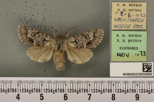 Acronicta menyanthidis scotica (Tutt, 1891) - NHMUK_010504982_562347