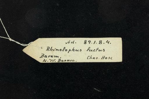 Rhinolophus luctus foetidus K. Andersen, 1918 - 1889_1_8_4-Rhinolophus_morio_foetidus-Holotype-Skull-label