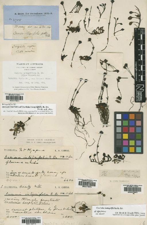 Ourisia integrifolia R.Br. - BM000759474 (2)