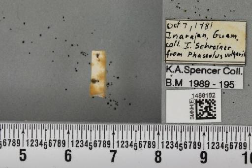 Liriomyza trifolii (Burgess, 1880) - BMNHE_1488182_52029