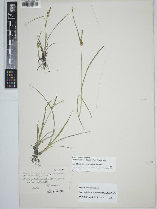 Carex demissa Hornem. × C. hostiana DC. - BM000790784 C