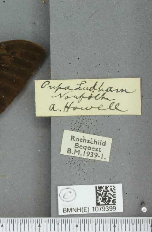 Papilio machaon britannicus ab. obscura Frohawk, 1938 - BMNHE_1079399_a_label_64317