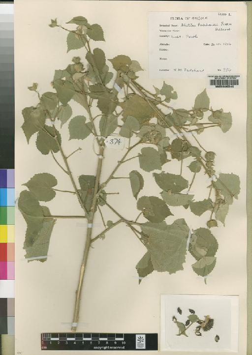 Abutilon pritchardii Exell & Hillc. - BM000645046