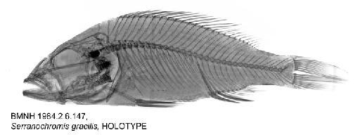 Serranochromis gracilis Greenwood, 1984 - BMNH 1984.2.6.147, Serranochromis gracilis, HOLOTYPE, radiograph