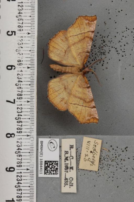 Selenia dentaria (Fabricius, 1775) - BMNHE_1884411_444763