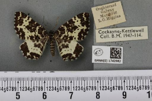 Rheumaptera hastata hastata (Linnaeus, 1758) - BMNHE_1742982_320841