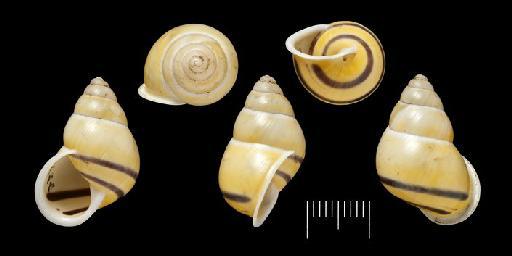 Amphidromus sinensis var. globosa Nevill, 1878 - 1903.7.1.1921, SYNTYPE, Amphidromus sinensis var. globosa Nevill, 1878