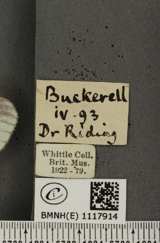 Leptidea sinapis sinapis Linnaeus, 1758 - BMNHE_1117914_label_73087