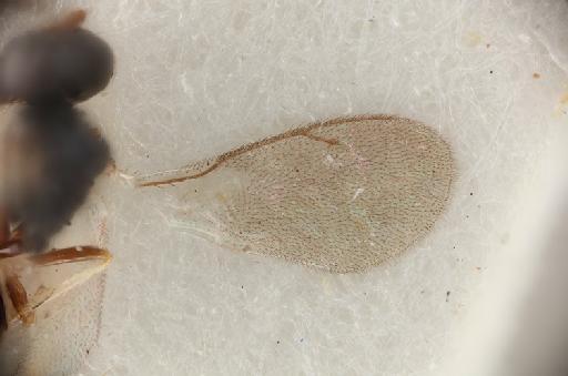 Pterosemopsis eilogoa Boucek, 1988 - 013457783_Pterosemopsis_eilogoa_HT-F-5.3272_FW-x300.tif