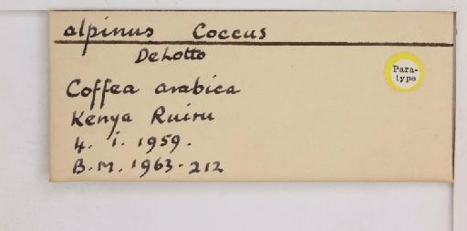 Coccus alpinus De Lotto, 1960 - 010713734_additional