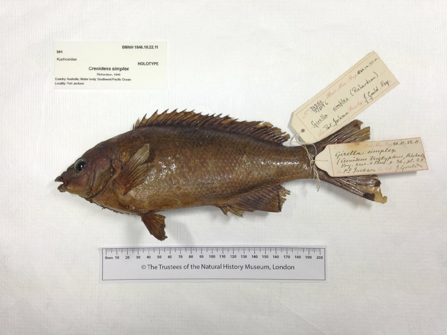 To NHMUK collection (Crenidens simplex Richardson, 1848; HOLOTYPE; NHMUK:ecatalogue:2578846)