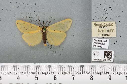 Setina irrorella (Linnaeus, 1758) - BMNHE_1660336_290644
