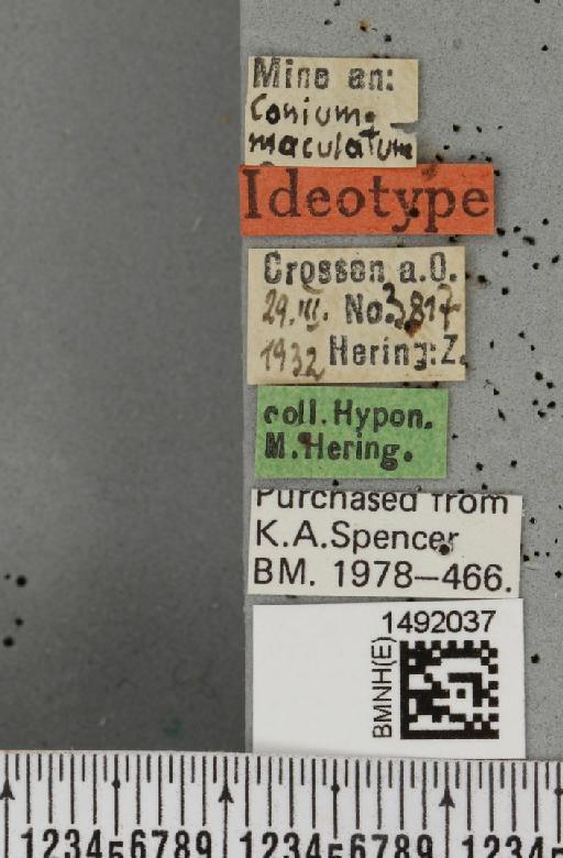 Phytomyza coniopais Hering, 1931 - BMNHE_1492037_label_53737