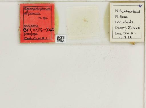 Metopolophium alpinum Hille Ris Lambers, 1966 - 015439913_112694_1094990_157886_Type