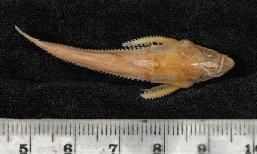 Oxydoras trimaculatus Boulenger, 1898 - 1897.12.1.41-43c; Oxydoras trimaculatus; dorsal view; ACSI Project image