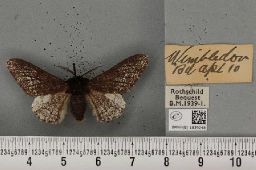 Biston betularia ab. insularia Thierry-Mieg, 1886 - BMNHE_1839248_412944