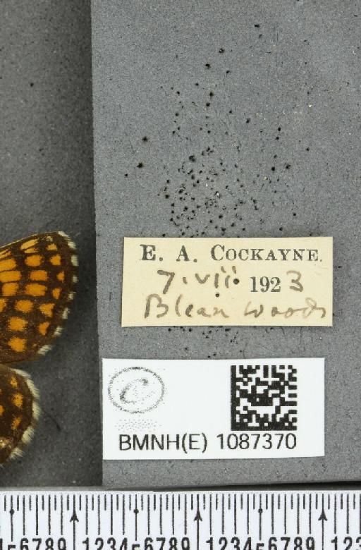 Melitaea athalia (Rottemburg, 1775) - BMNHE_1087370_label_57803