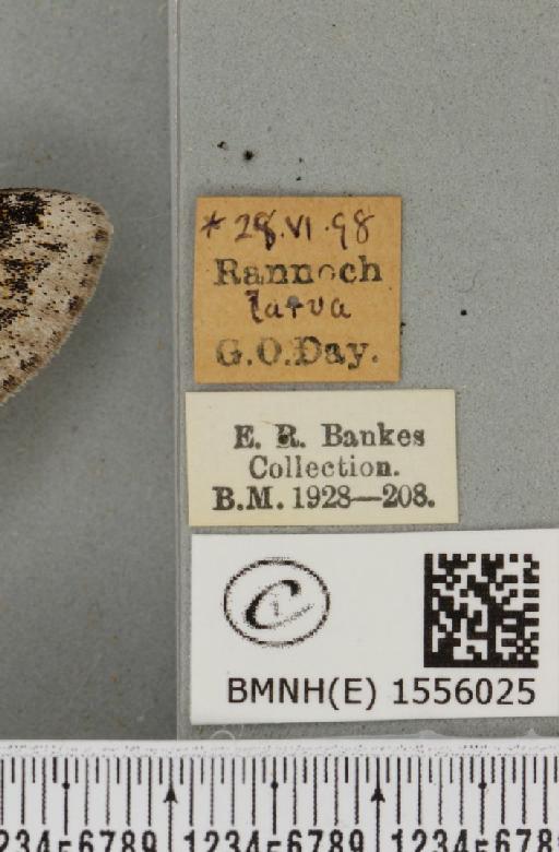 Dicallomera fascelina (Linnaeus, 1758) - BMNHE_1556025_label_255791