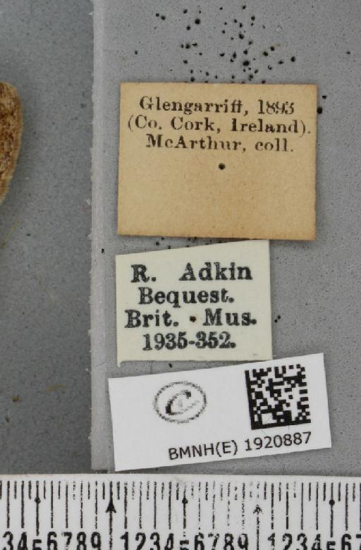 Alcis repandata repandata (Linnaeus, 1758) - BMNHE_1920887_label_476670