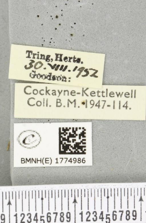Thera obeliscata ab. nigrescens Lempke, 1950 - BMNHE_1774986_label_338778