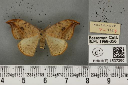 Drepana falcataria (Linnaeus, 1758) - BMNHE_1537390_200523