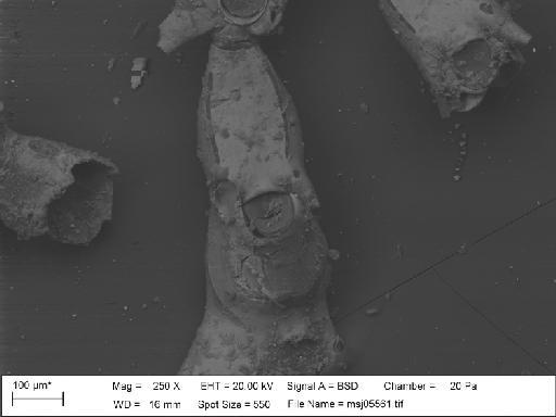 Catenicella buskii Wyville Thomson, 1858 - Catenicella_buskii_msj05561