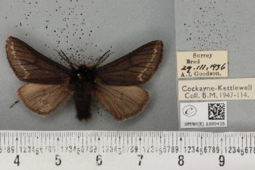 Lycia hirtaria ab. nigra Cockayne, 1948 - BMNHE_1889435_457690