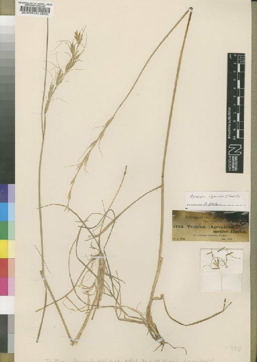 Agropyron elymoides (Hochst. ex A.Rich.) P.Candargy - BM000094249