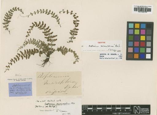 Asplenium micropteron Baker - BM000937809