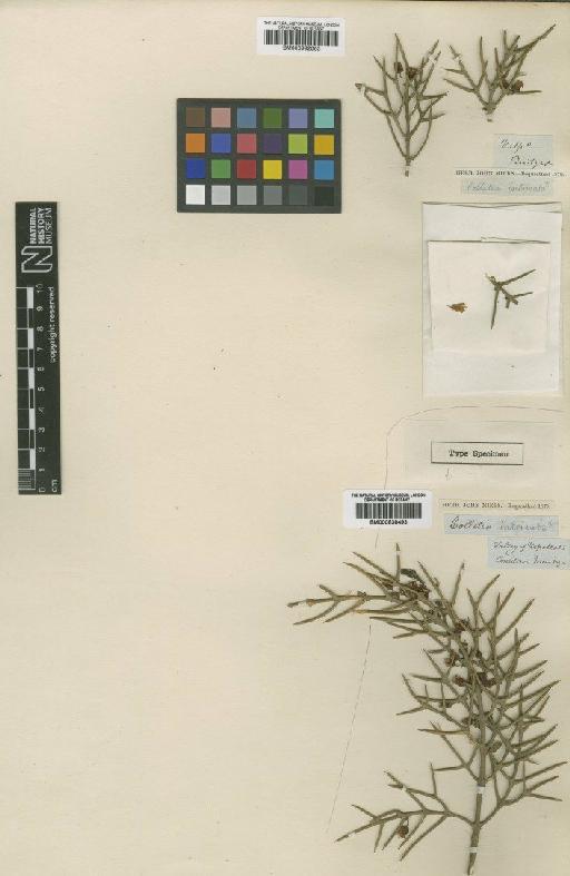 Colletia intricata Miers - BM000992063