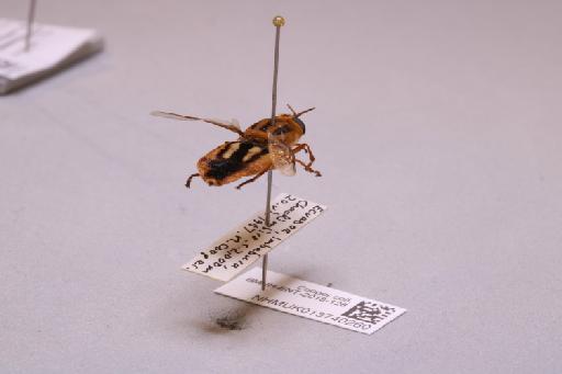 Odontomyia Meigen, 1803 - 013740260_additional_1