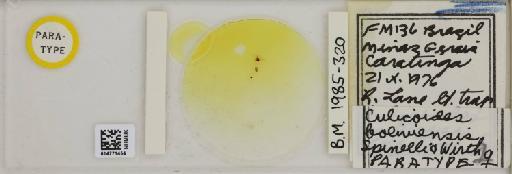 Culicoides boliviensis Spinelli & Wirth, 1984 - 014771454_812192_1334415_157792_Type