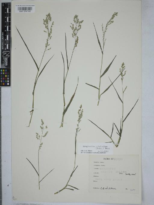 Eragrostis unioloides (Retz.) Nees ex Steud. - 012547143