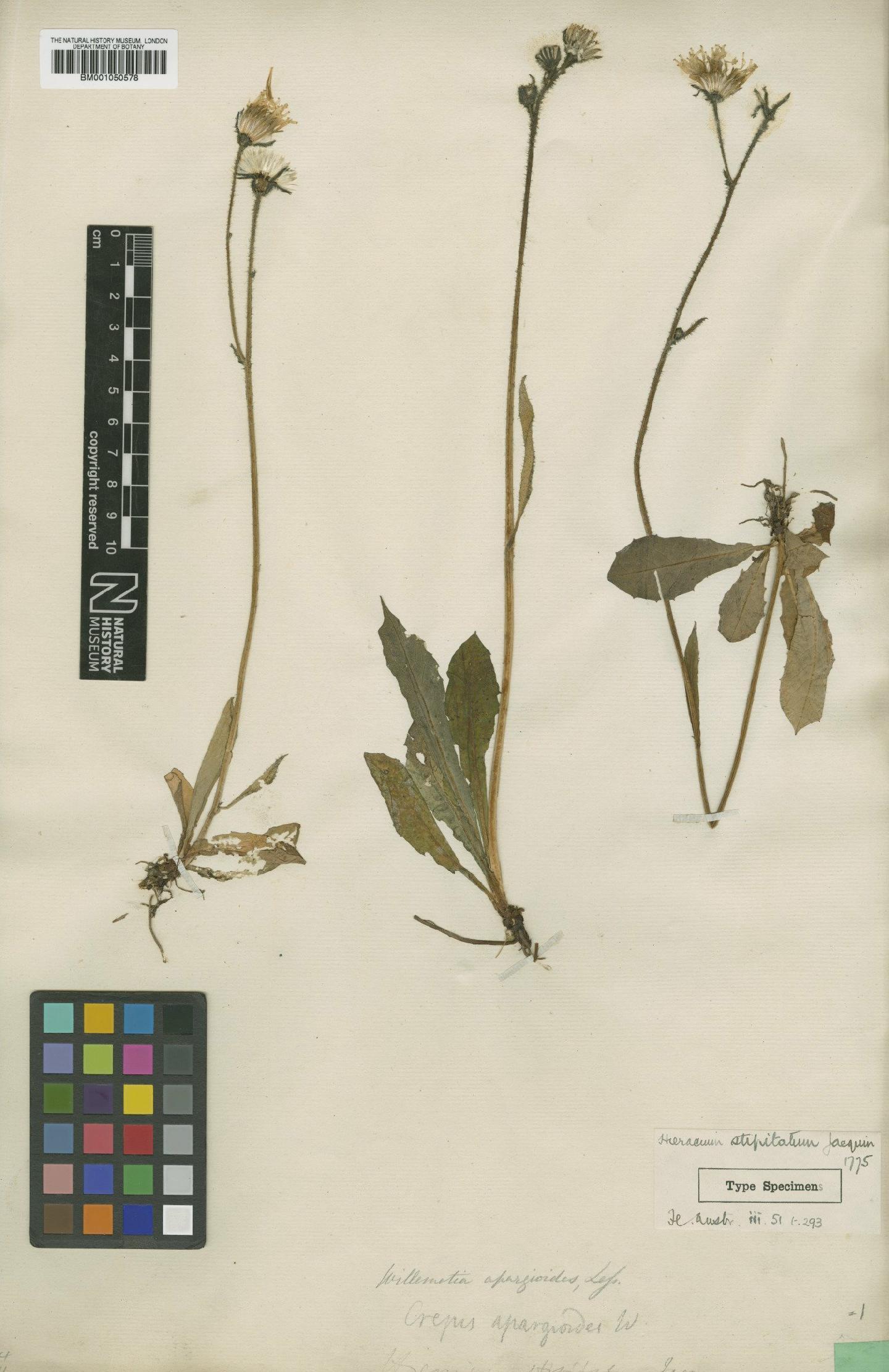 To NHMUK collection (Calycocorsus stipitatus (Jacq.) Rauschert; Type; NHMUK:ecatalogue:2395942)