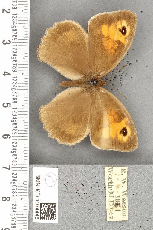 Maniola jurtina insularis ab. partimtransformis Leeds, 1950 - BMNHE_1074446_41281