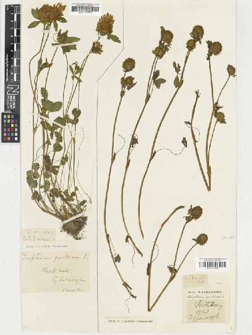 Trifolium pratense L. - BM001036729