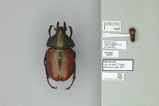 Agaocephala mannerheimi Laporte, 1832 - 011521337_Labels_Dorsal