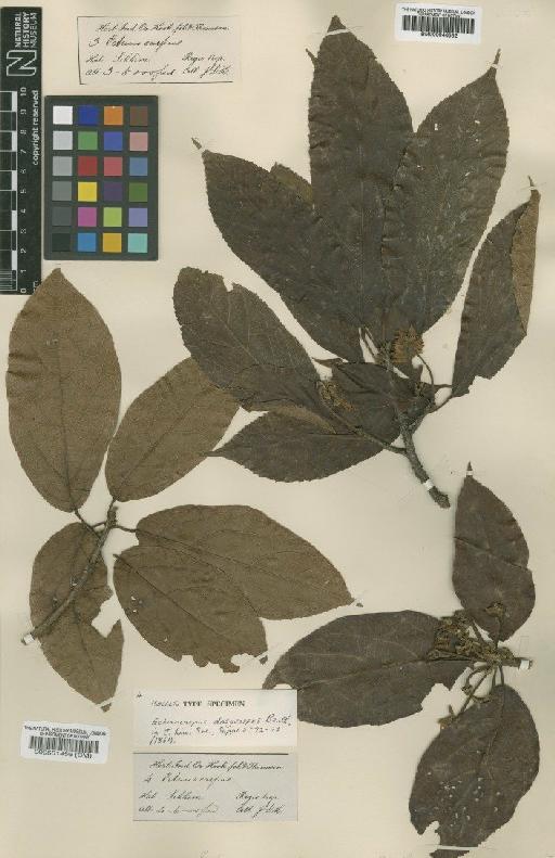 Sloanea dasycarpa (Benth.) Hemsl. - BM000946552