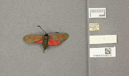 Zygaena (Zygaena) filipendulae stephensi Dupont, 1900 - 015192710_775459_1085133