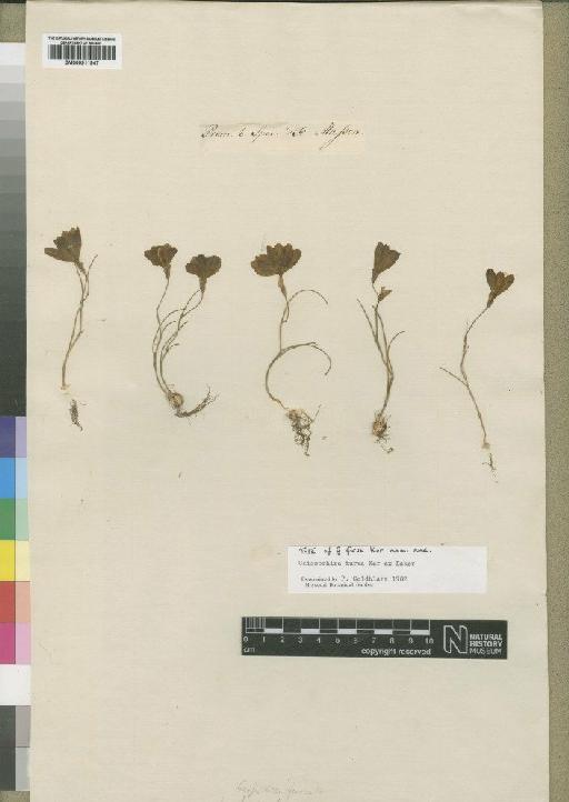 Geissorhiza furva Baker - BM000911947