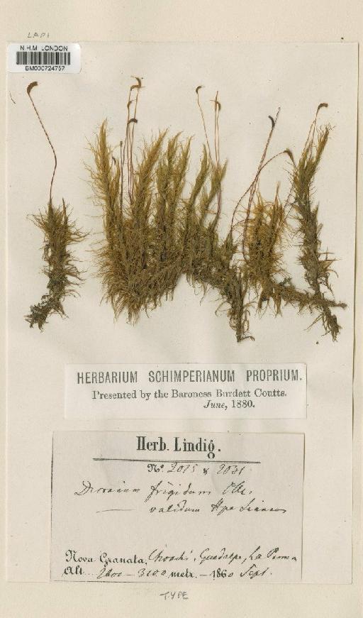 Dicranum frigidum Müll.Hal. - BM000724757