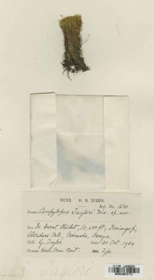 Campylopus nivalis (Brid.) Brid. - BM000870174