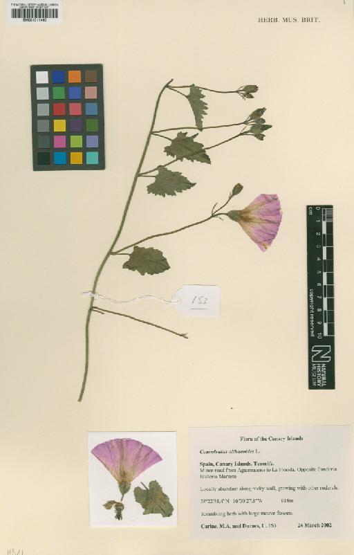 Convolvulus althaeoides L. - BM001011460