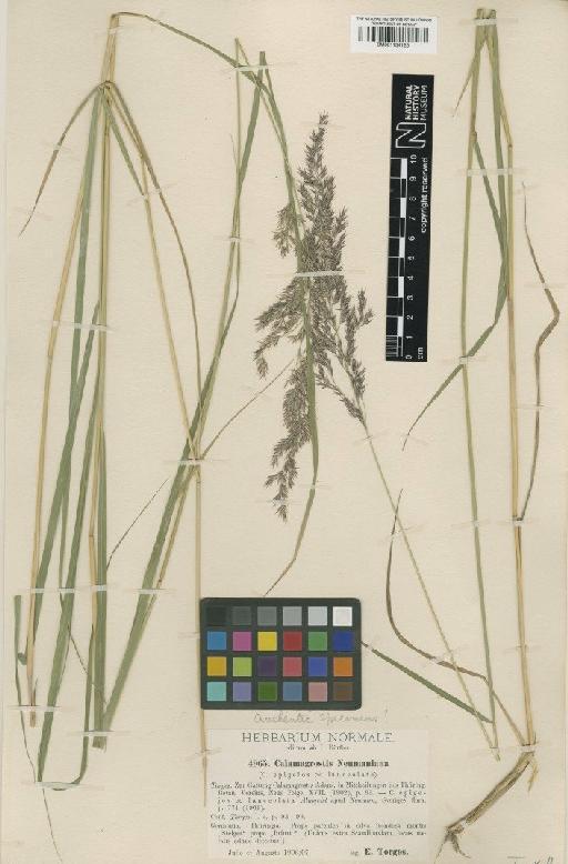 Calamagrostis × rigens Lindgr. - BM001134125