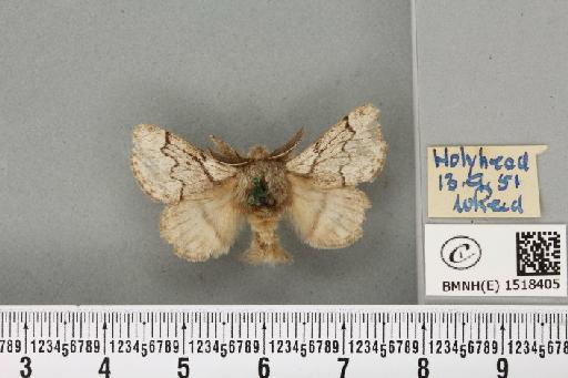 Trichiura crataegi (Linnaeus, 1758) - BMNHE_1518405_189770