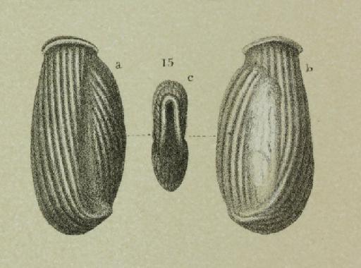 Miliolina scrobiculata Brady, 1884 - ZF1895_113_15_Articularia_scrobiculata.jpg