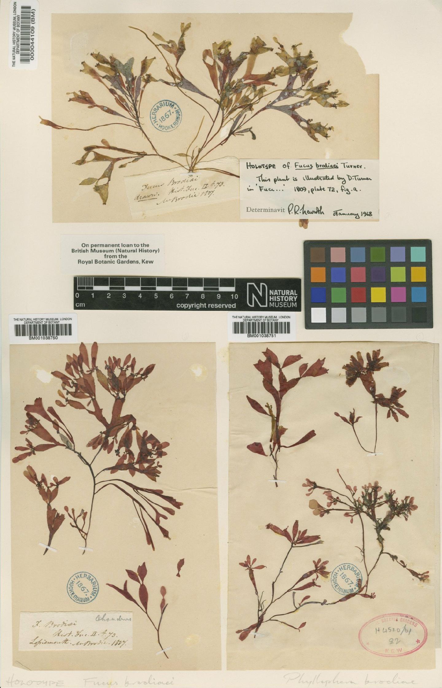 To NHMUK collection (Coccotylus truncatus (Pall.) M.J.Wynne & J.N.Heine; Holotype; NHMUK:ecatalogue:4779105)