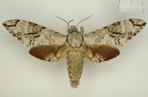 Macropoliana natalensis (Butler, 1875) - Macropoliana_natalensis_Butler_1875_BMNH(E)#1054316
