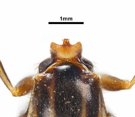 Acrochaeta adusta Lindner, 1849 - neck (head missing) - A. adusta