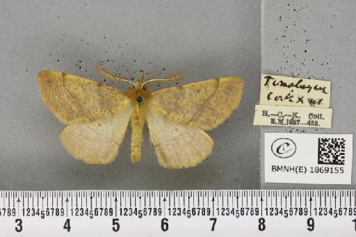 Colotois pennaria (Linnaeus, 1761) - BMNHE_1869155_450535